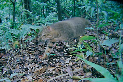イエネコ・・ イエネコ・・