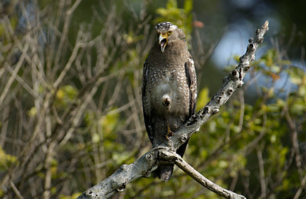 欠伸するカンムリワシ 欠伸するカンムリワシ