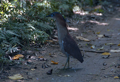 ズグロミゾゴイ ズグロミゾゴイ
