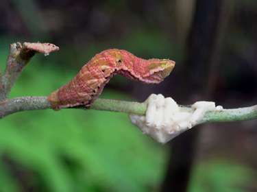 シャクガの幼虫と寄生蜂の繭 シャクガの幼虫と寄生蜂の繭