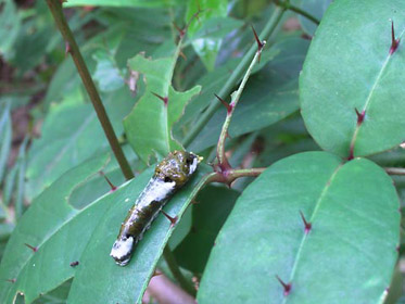 テリバザンショウとアゲハの仲間の幼虫 テリバザンショウとアゲハの仲間の幼虫