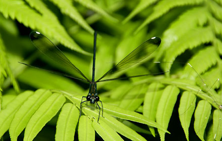 クロイワカワトンボ雌 クロイワカワトンボ雌