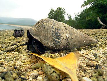 キバウミニナ キバウミニナ