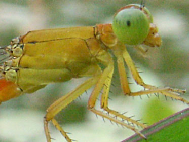 リュウキュウベニイトトンボ リュウキュウベニイトトンボ