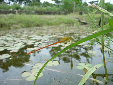 リュウキュウベニイトトンボ リュウキュウベニイトトンボ
