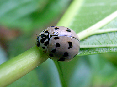 ハイイロテントウ