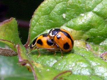 ヒメカメノコテントウ交尾