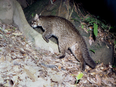 イリオモテヤマネコ