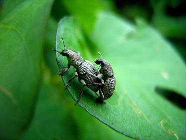 コフキゾウムシ