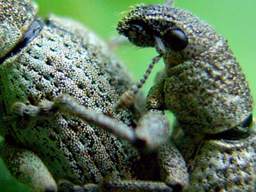 コフキゾウムシ