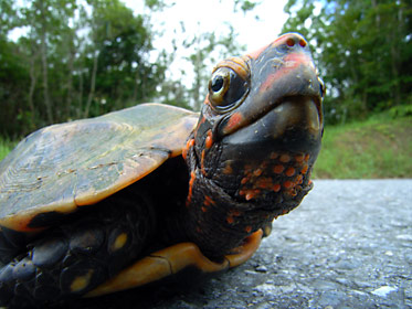 リュウキュウヤマガメ