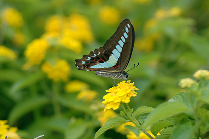ランタナに訪花したアオスジアゲハ