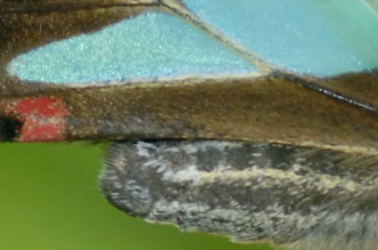 ランタナに訪花したアオスジアゲハ