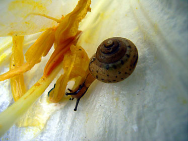 ウスカワマイマイ