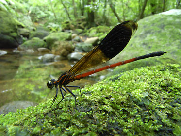コナカハグロトンボ成熟雄