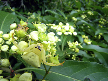 アマミアズチグモ