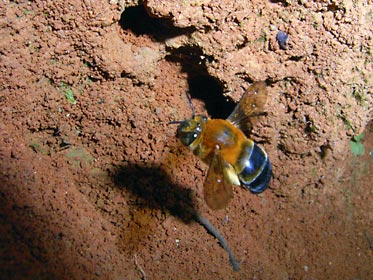 ミナミスジボソコシブトハナバチ