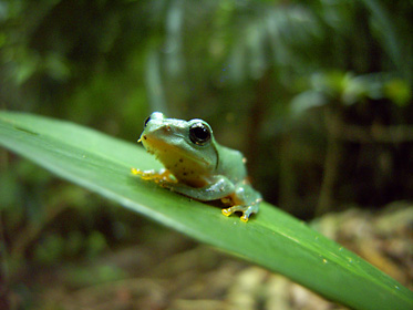 ヤエヤマアオガエル