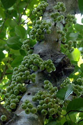 ギランイヌビワ? ギランイヌビワ?