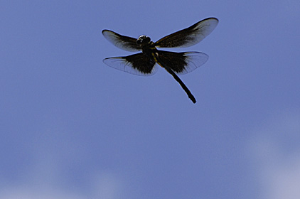 カラスヤンマ雌 カラスヤンマ雌