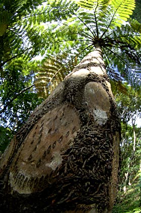 ヒカゲヘゴ ヒカゲヘゴ