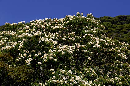 イジュの花 イジュの花