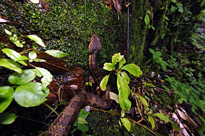 ヒメハブ ヒメハブ