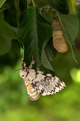 カシワマイマイ雌 カシワマイマイ雌