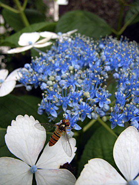 ガクアジサイとヒラタアブ ガクアジサイとヒラタアブ