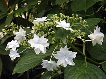 「墨田の花火」 「墨田の花火」