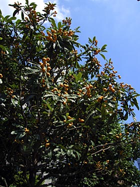 ビワの木 ビワの木