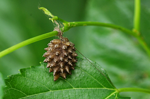 寄生蜂の繭 寄生蜂の繭