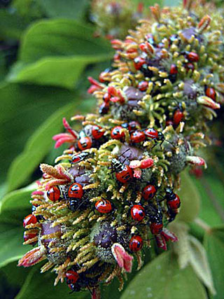 アカギカメムシ若齢幼虫 アカギカメムシ若齢幼虫