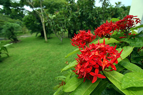 サンダンカ サンダンカ