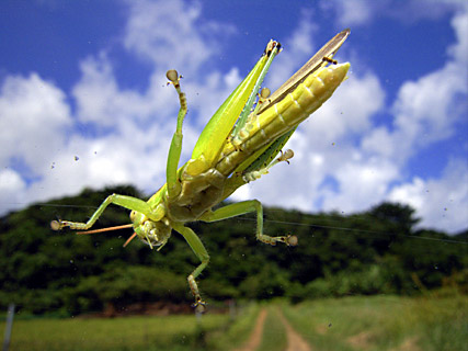 タイワンハネナガイナゴ タイワンハネナガイナゴ