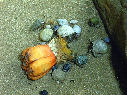 アダンの実とオカヤドカリ アダンの実とオカヤドカリ