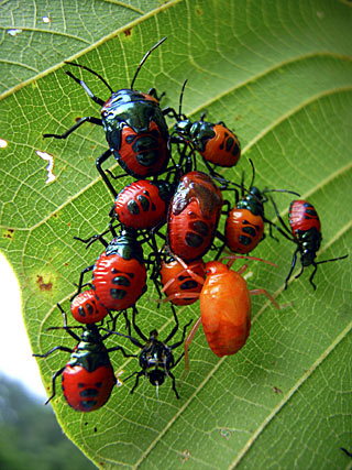 アカギカメムシ幼虫集団 アカギカメムシ幼虫集団