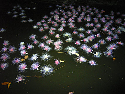 サガリバナ落花 サガリバナ落花