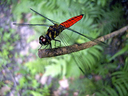 オオハラビロトンボ雄 オオハラビロトンボ雄