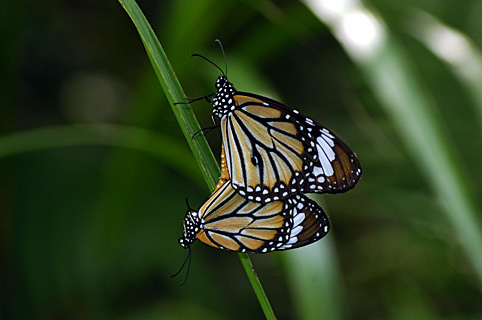 スジグロカバマダラ交尾ペア スジグロカバマダラ交尾ペア