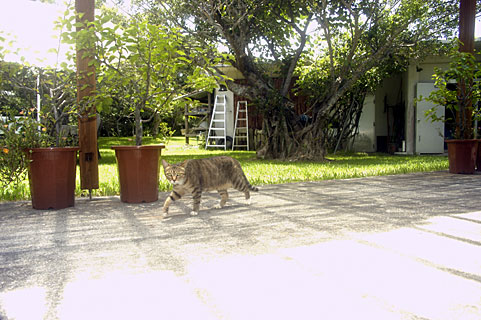 イリオモテノラネコ イリオモテノラネコ