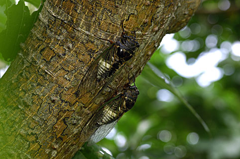 ヨナグニクマゼミ ヨナグニクマゼミ