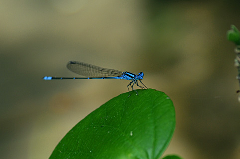 アオナガイトトンボ アオナガイトトンボ