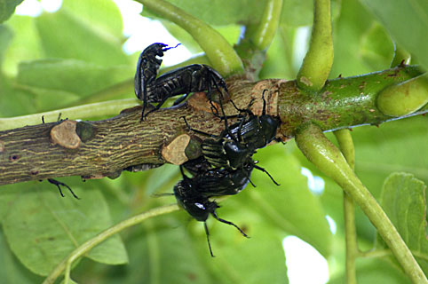 チャイロカナブン チャイロカナブン