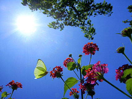 ウスキシロチョウ ウスキシロチョウ
