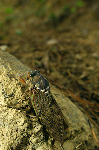 リュウキュウアブラゼミ リュウキュウアブラゼミ