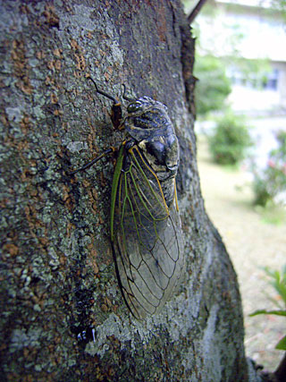 沖縄本島産クマゼミ 沖縄本島産クマゼミ