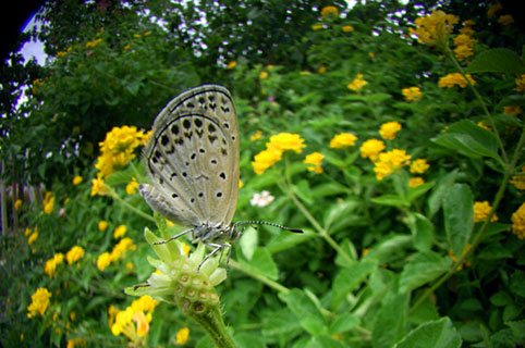 ヤマトシジミ ヤマトシジミ