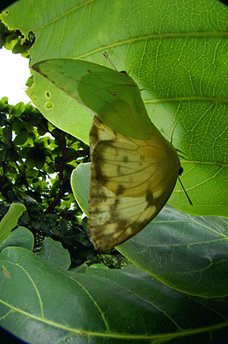 ウスキシロチョウ ウスキシロチョウ