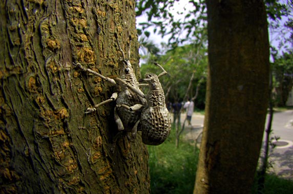 オキナワクワゾウムシ オキナワクワゾウムシ